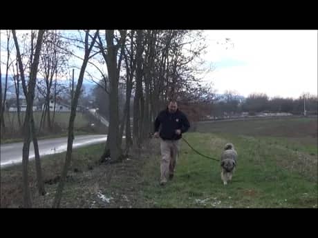 Training with a Šarplaninac