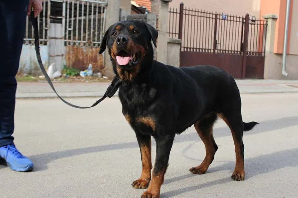 Lili the Rottweiler Is Looking for a Home