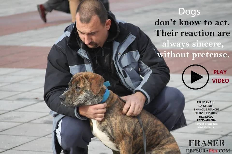 Instinctive drives in dogs