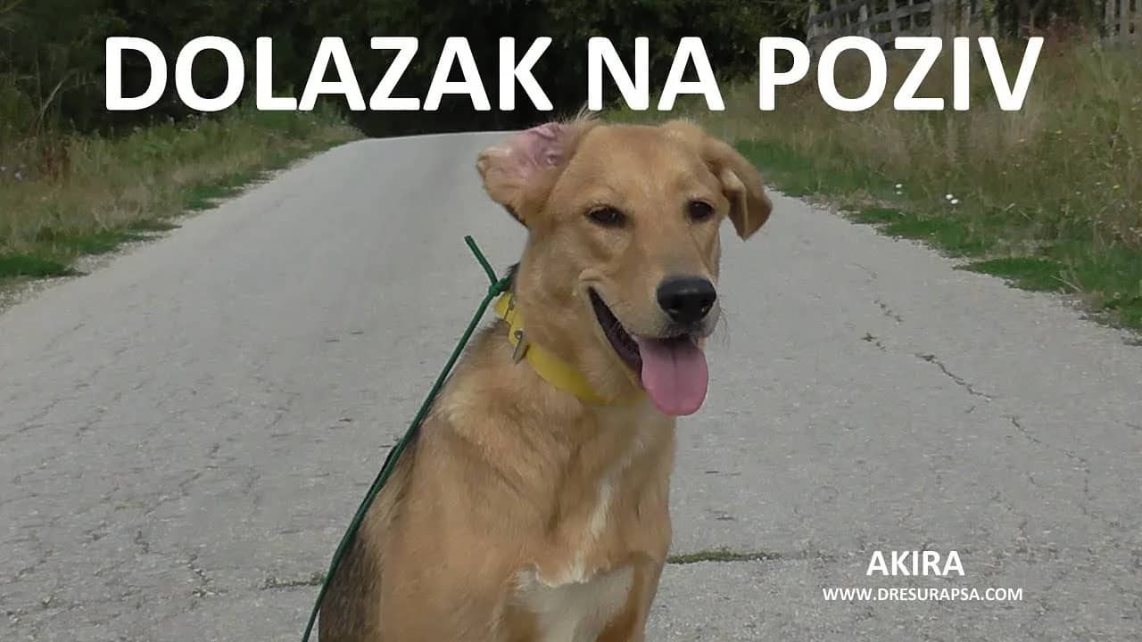 Kako da naučite psa da dolazi na poziv