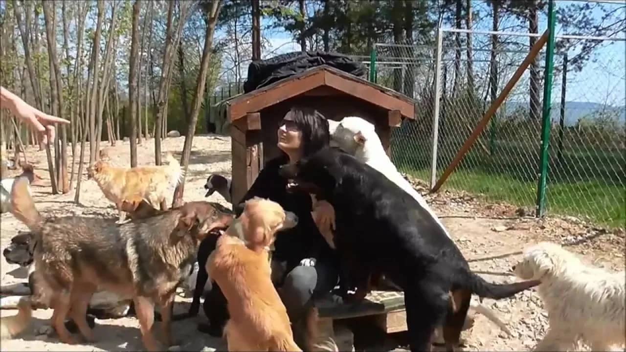 CHIENS SERBES POUR ADOPTION EN FRANCE