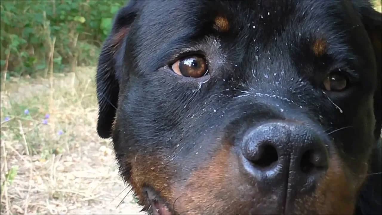 Uskoro VIDEO „Kako da naučite svoga psa da bude čuvar vas i vaše imovine“