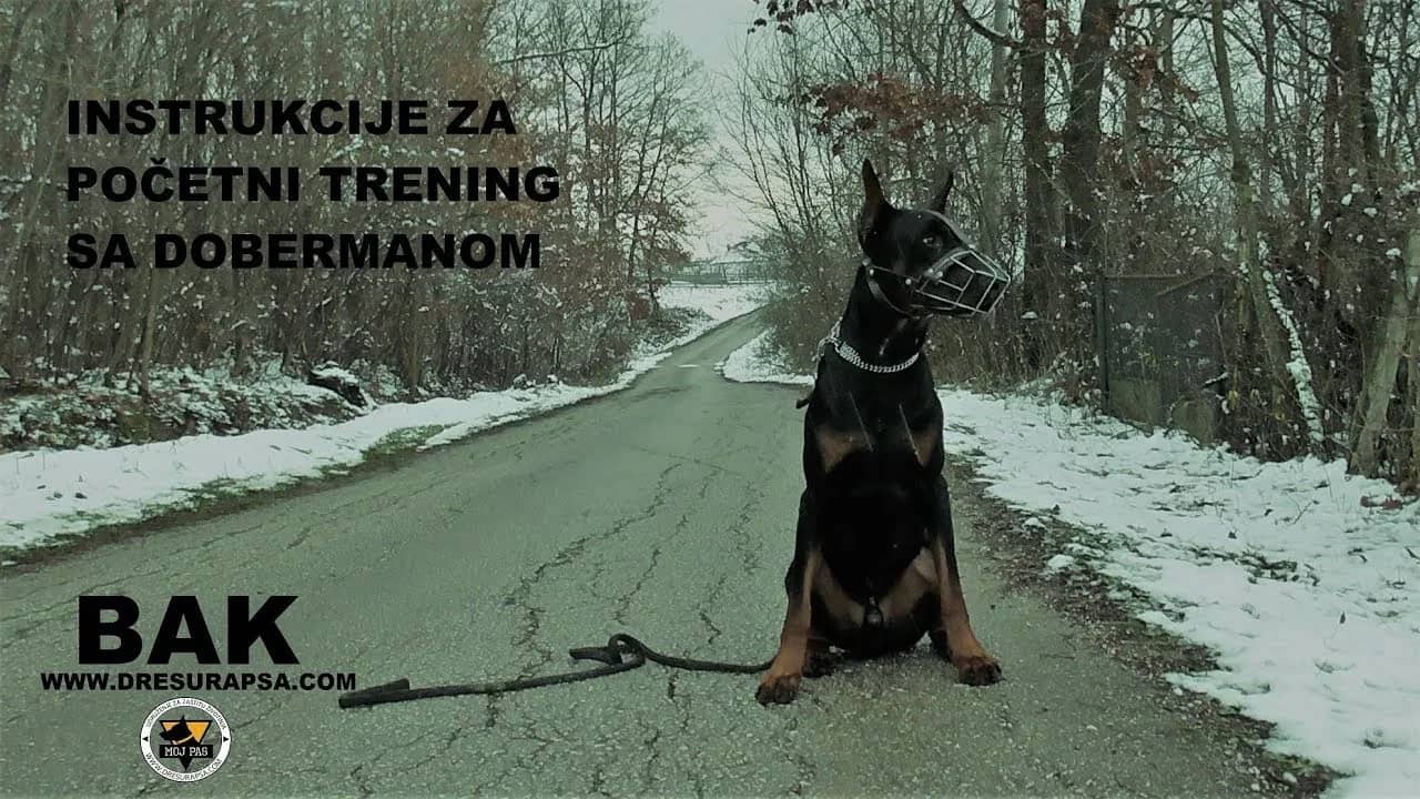 Instructions for initial training with a doberman