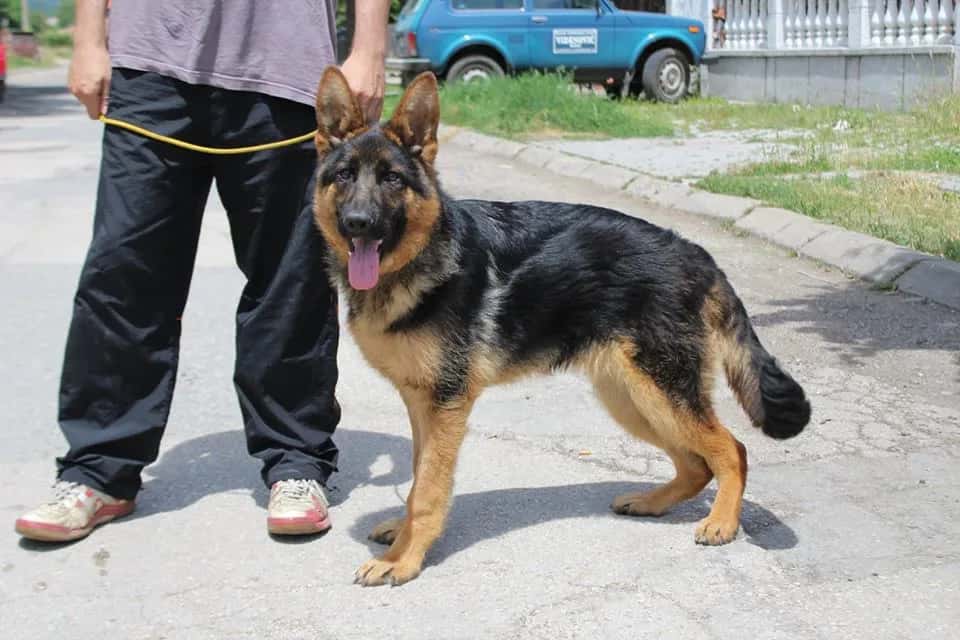 Bole, a Dog with Special Needs, Is Looking for a Home