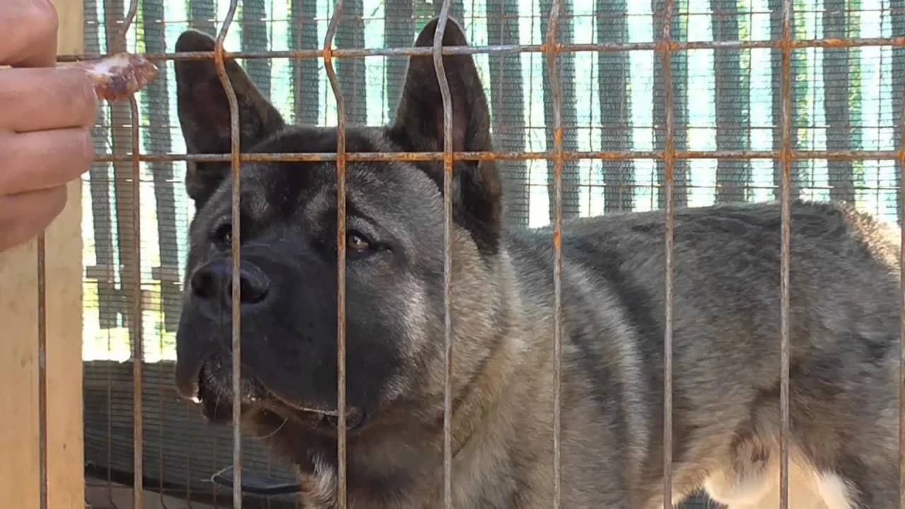 How to establish contact with an aggressive dog (VIDEO)