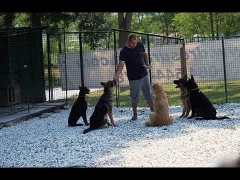 If you love enough, communicating with dogs is simple (VIDEO)
