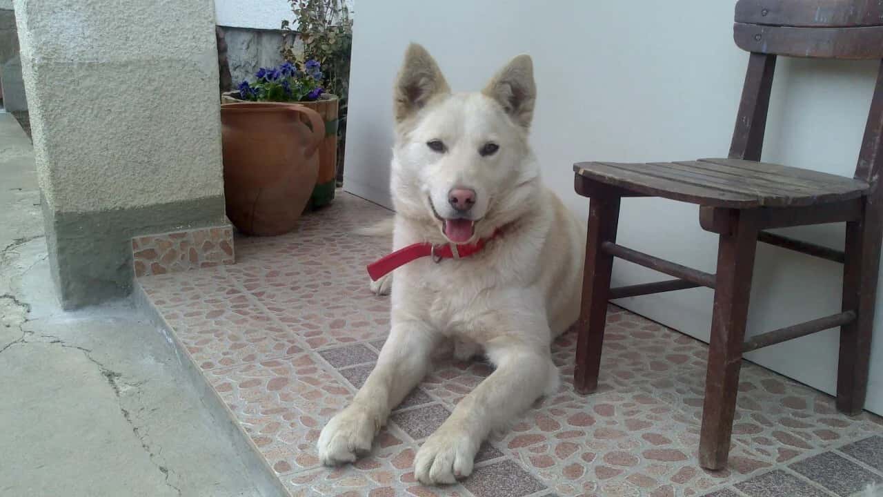 Belka is looking for a home