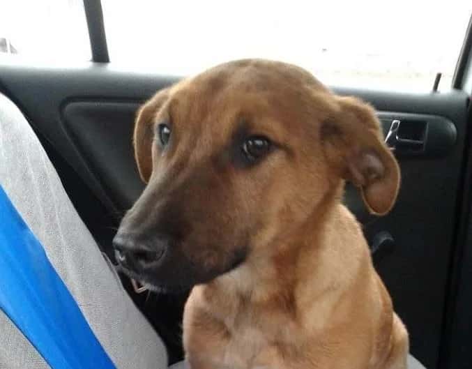 Mona is looking for a home
