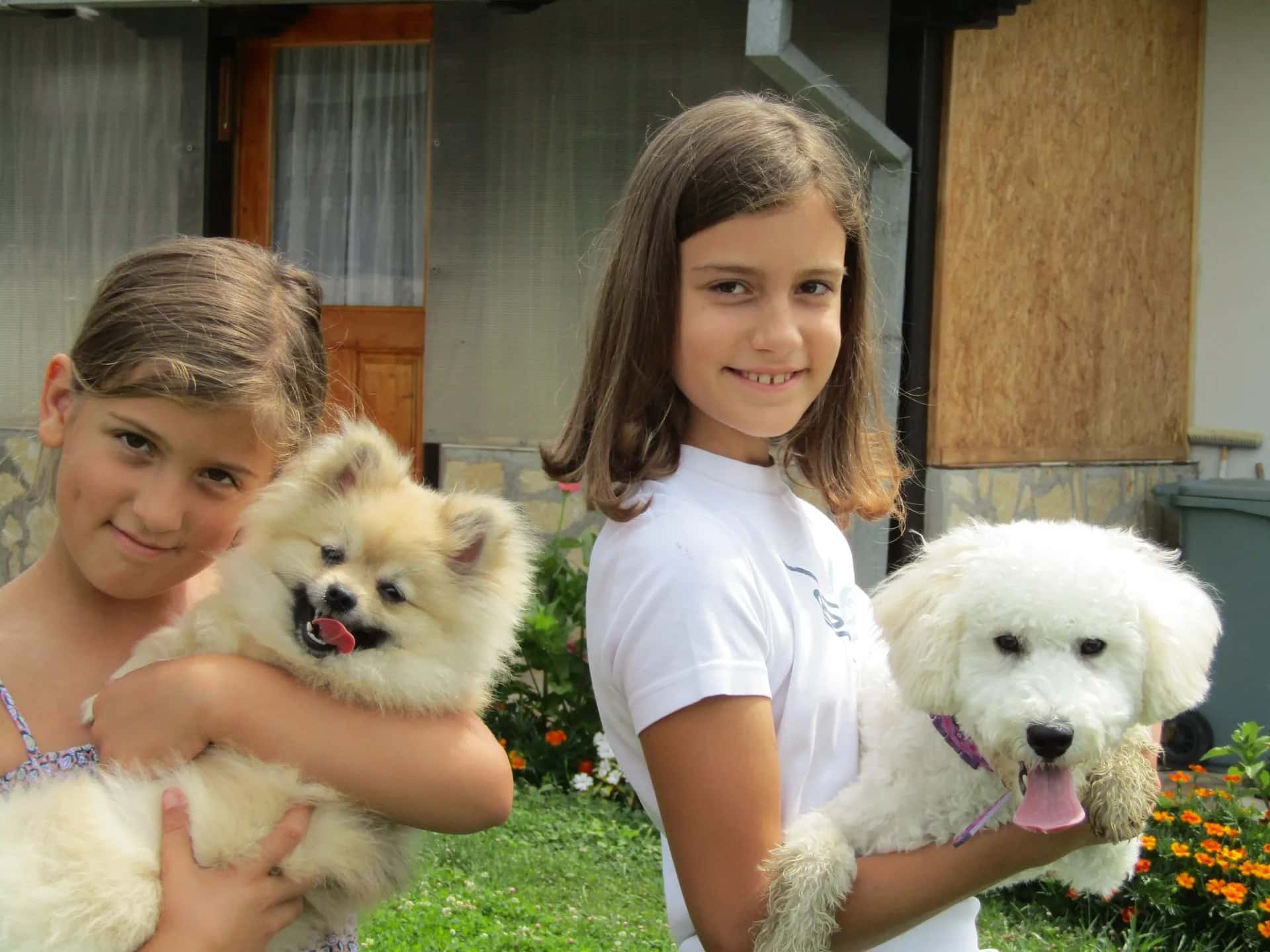 ZAŠTO SU MALI PSI AGRESIVNIJI OD VEĆIH PASA?