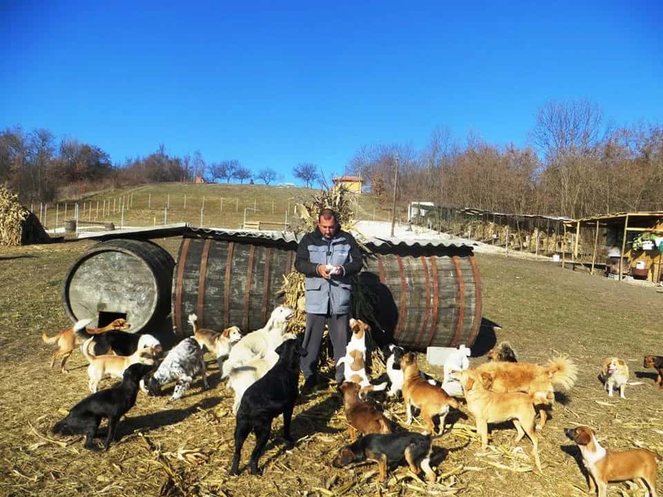 Is the work of the „MY DOG“ centre for abandoned dogs in jeopardy?