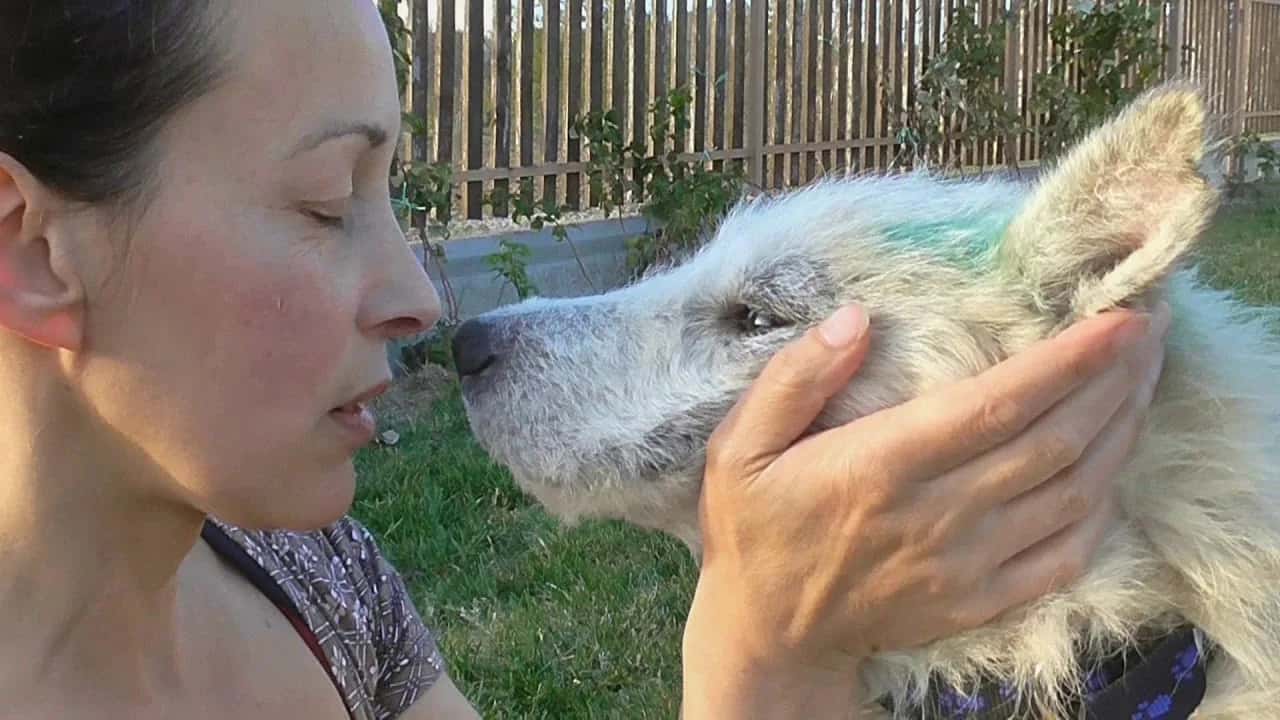 Beni, the Abandoned Dog Travelling to Brussels