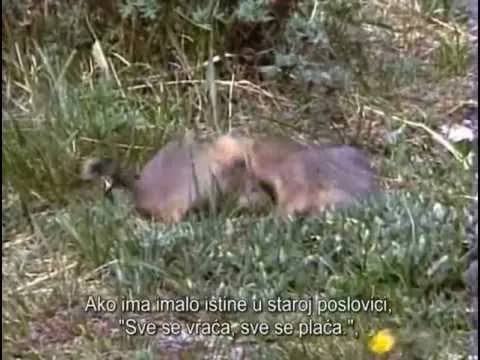 Svi oni koji kažu za sebe da su ljubitelji životinja trebali bi pogledati film „Zemljani”.