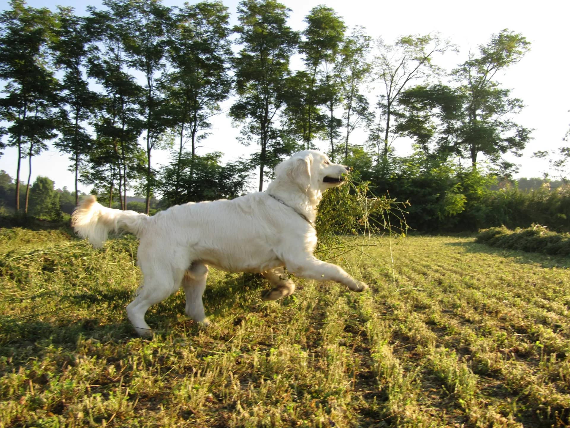 Chernobyl dogs have developed a SUPERPOWER: unusual findings surprise researchers