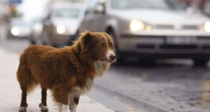 A sad poem about a dog
