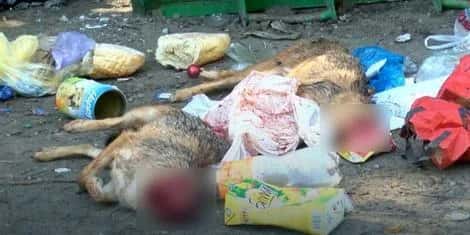 HORROR NEAR SUBOTICA: Beheaded dogs found next to a dumpster (DISTURBING PHOTOS)