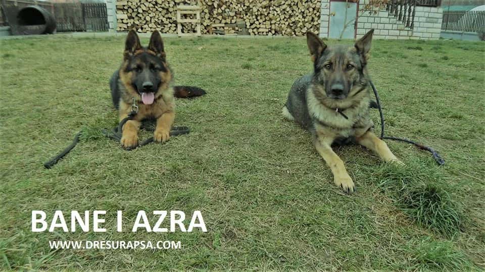 STERILIZACIJA I KASTRACIJA – DA ILI NE?