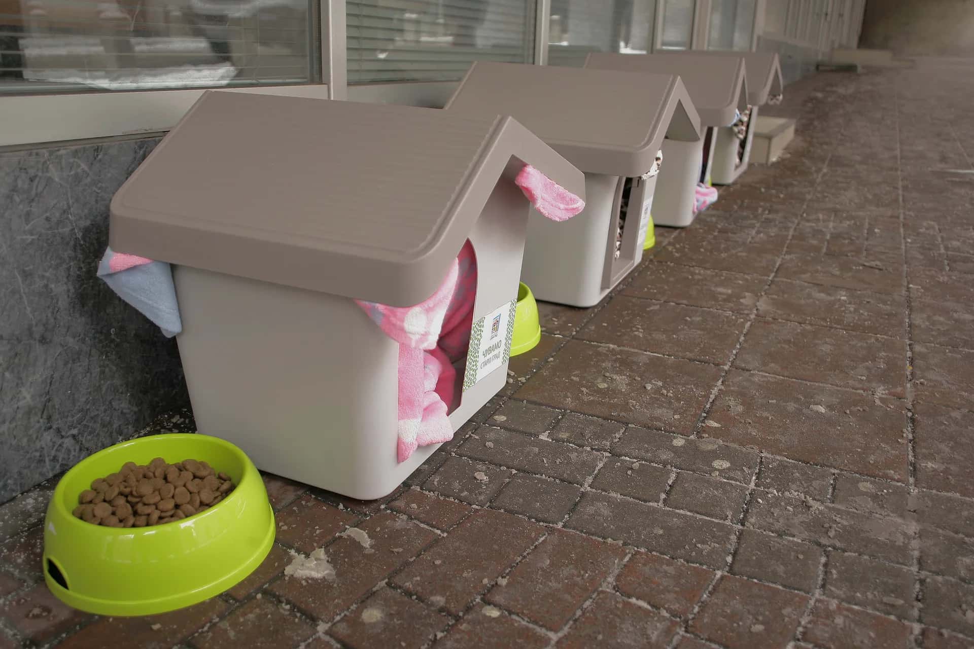 A SAFE HOME FOR ABANDONED DOGS: Kennels Set Up by Citizens Will Be LEGALISED