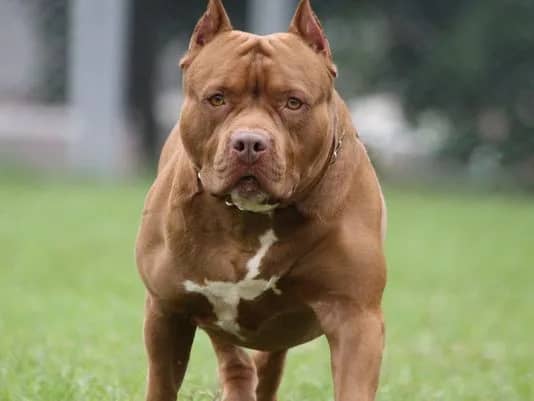 Pit bull
