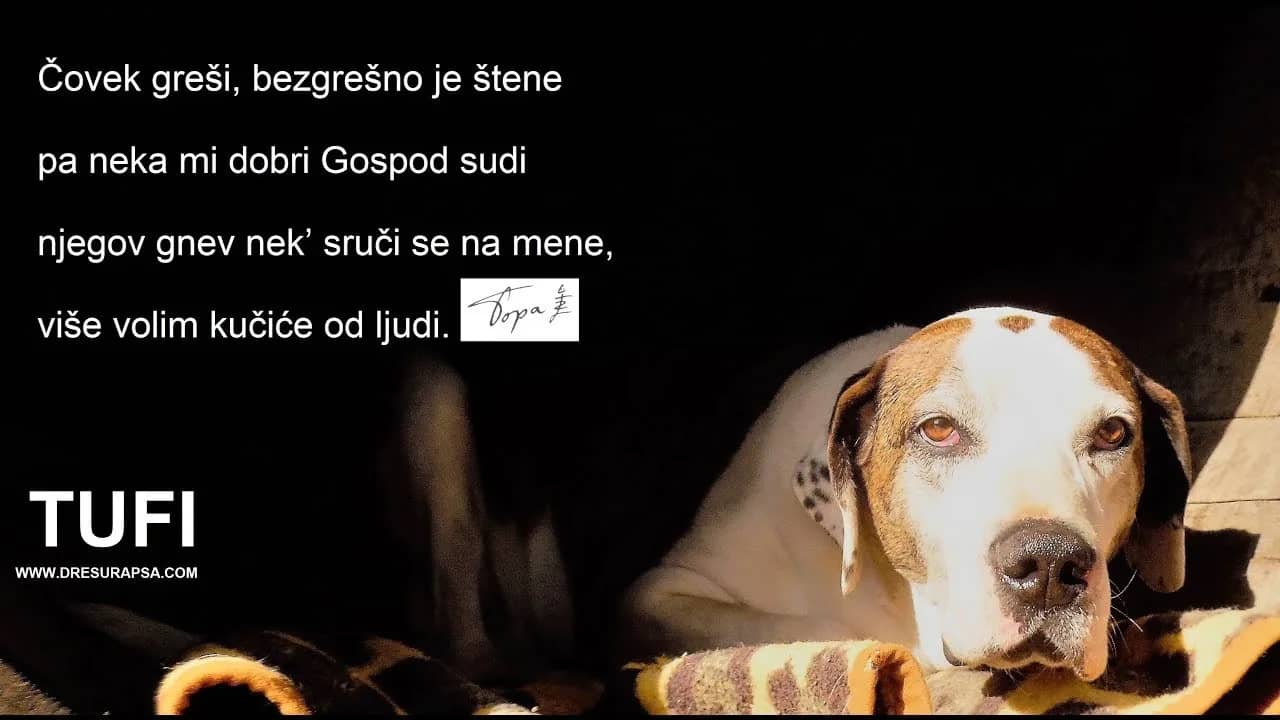 Training mixed-breed dogs