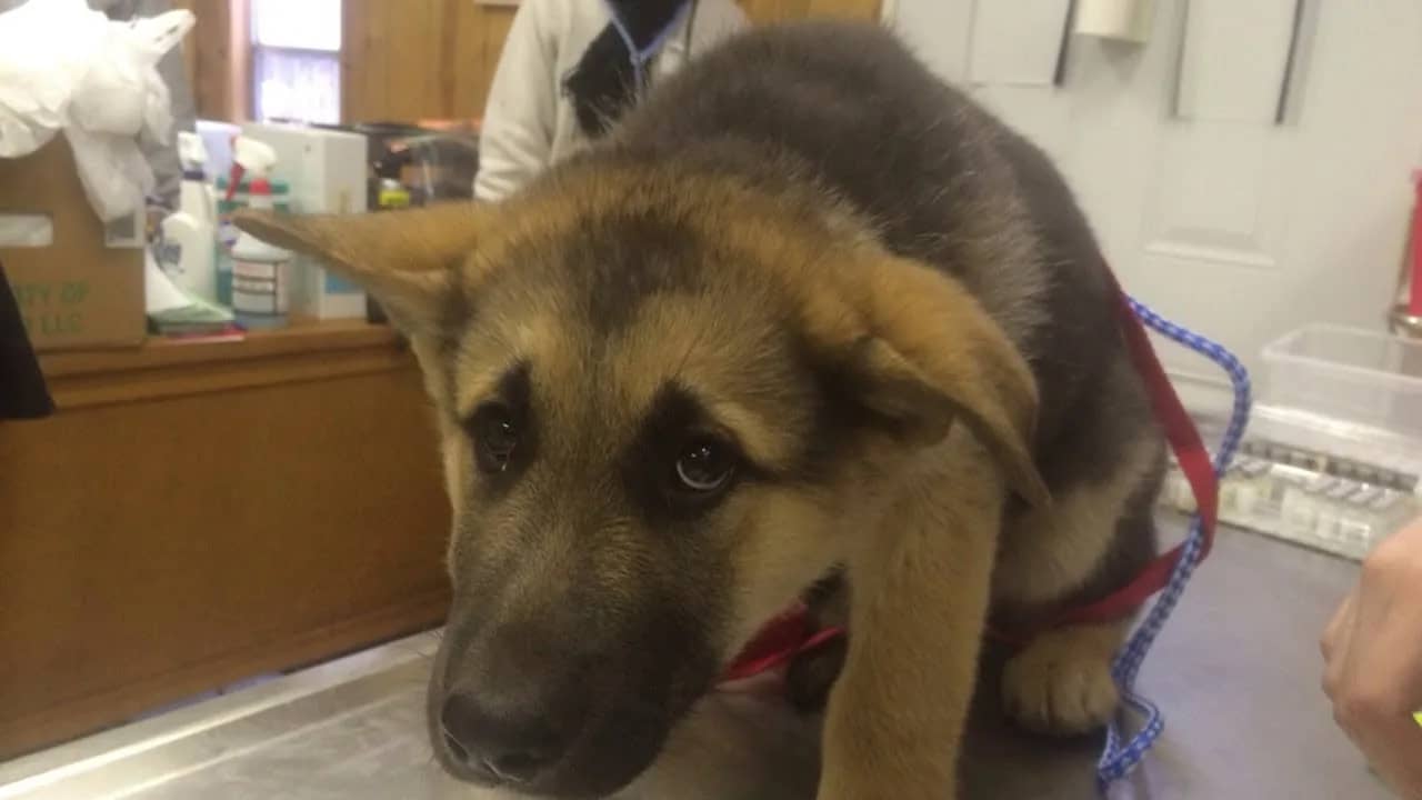 (VIDEO) THEIR DOG WOULD NOT SLEEP AT NIGHT: He stood outside their room and watched them, and when they found out why, THEY WERE HORRIFIED!