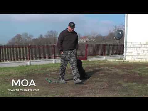 Naučite psa da vas prati!