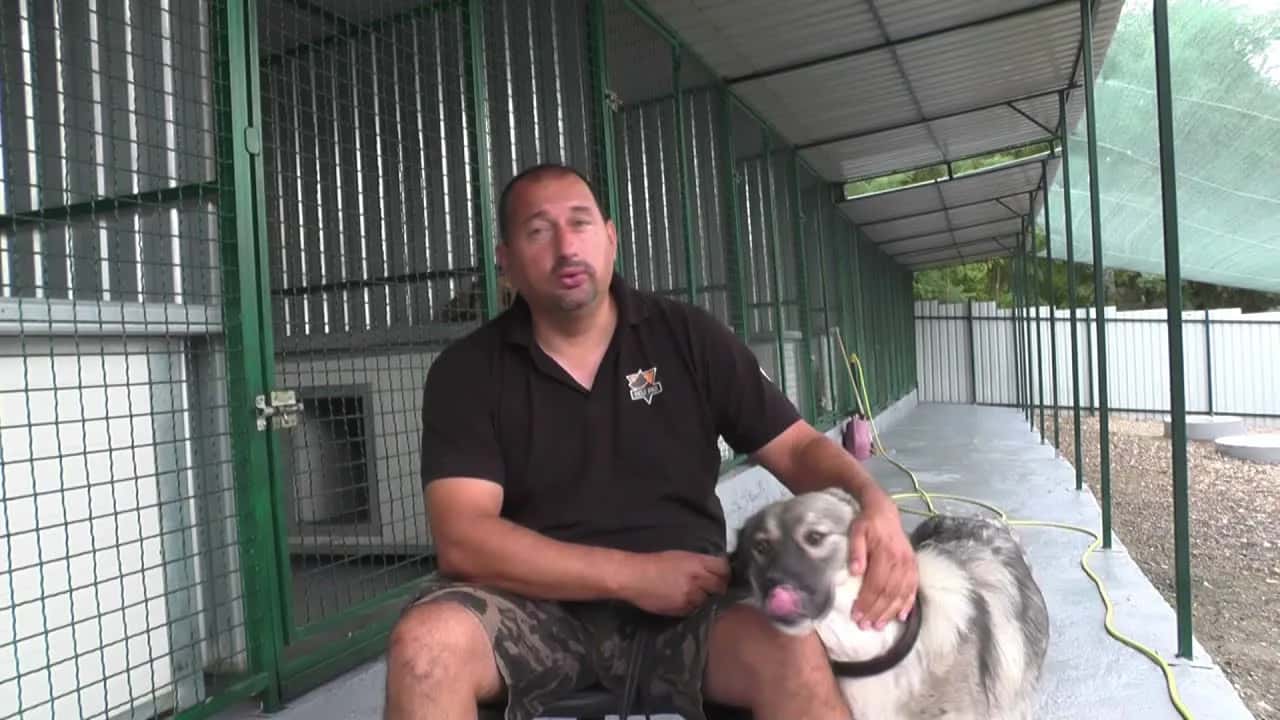 O šarplanincu koji je ubio svoju vlasnicu! VIDEO (2021)