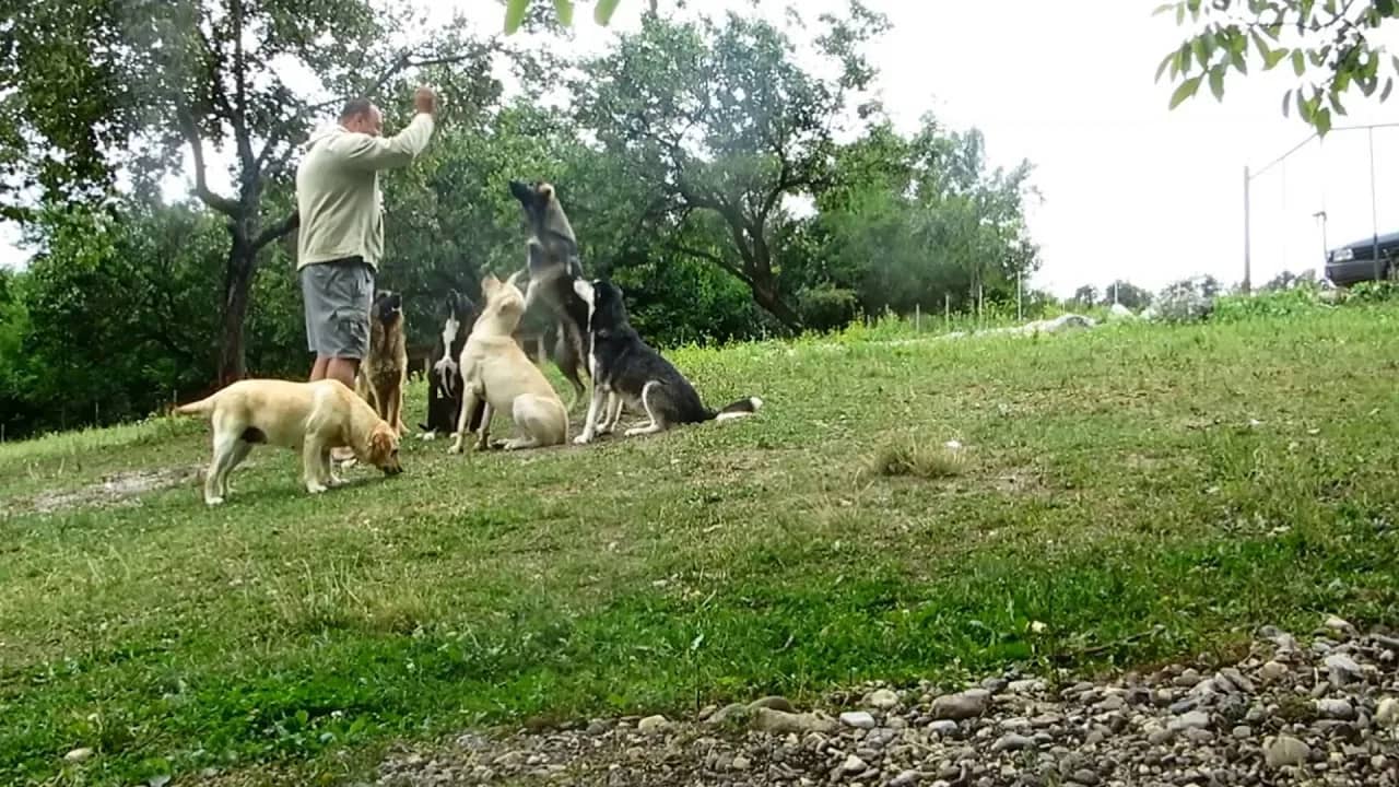 Zaradite novac čuvajući naše pse