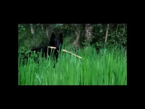 Diktal Green 3