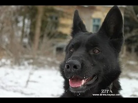 Training with Your Dog