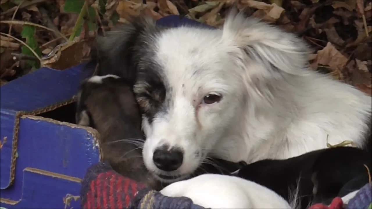Let's help this little family survive