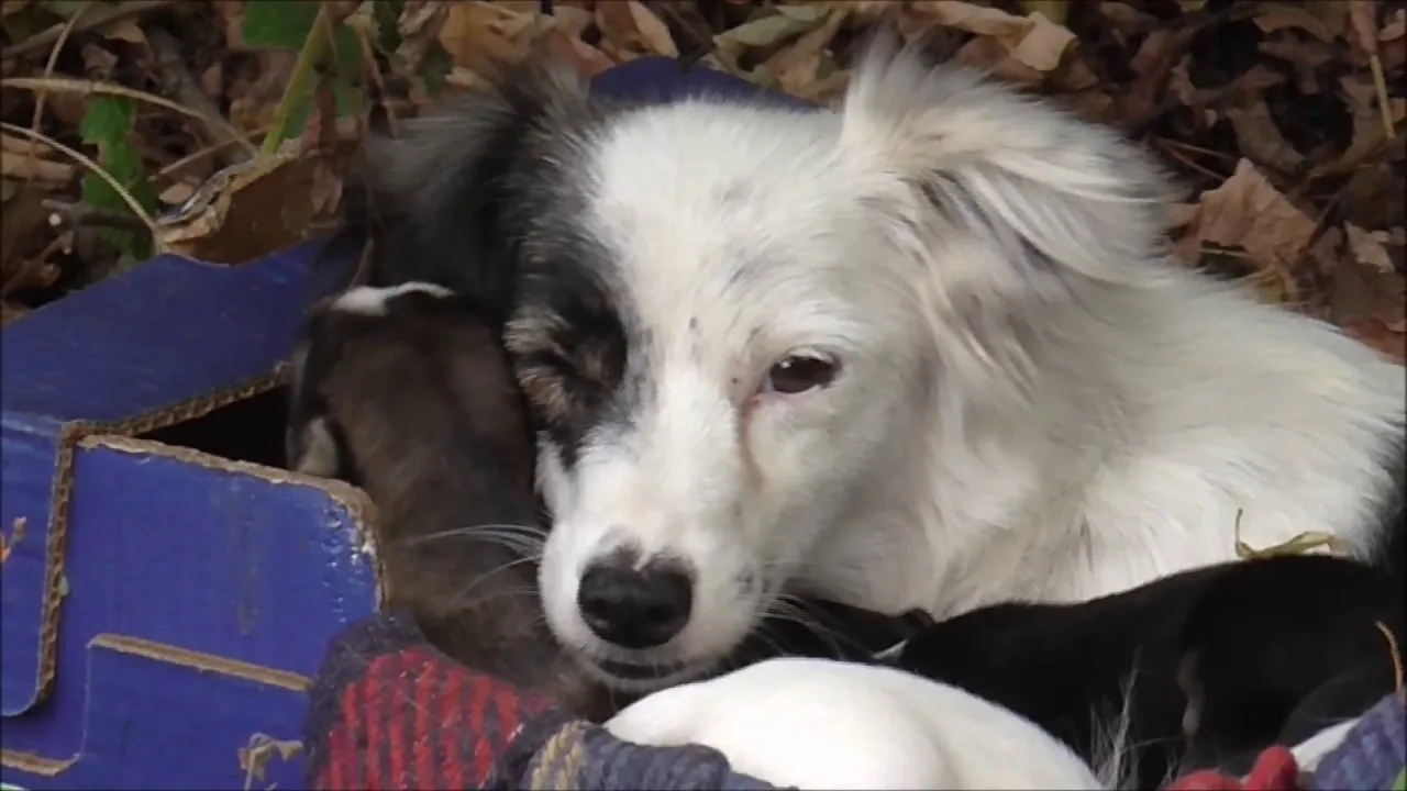 Let's help this little family survive