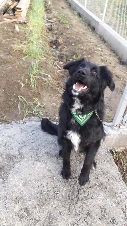 Banja Luka: vaccinated, microchipped, has a passport, eyes full of hope, and lives tied to a chain