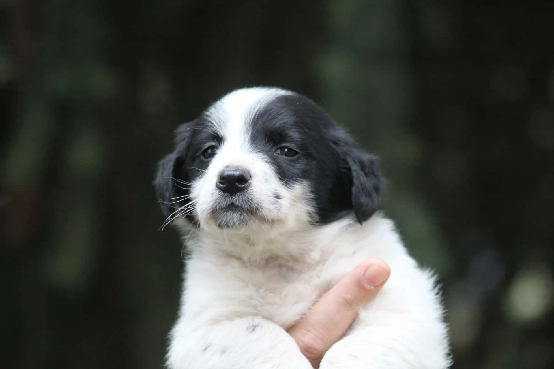 HORROR IN CROATIA: Monster BEAT A PUPPY WITH A HAMMER and buried it alive, and then something unexpected happened