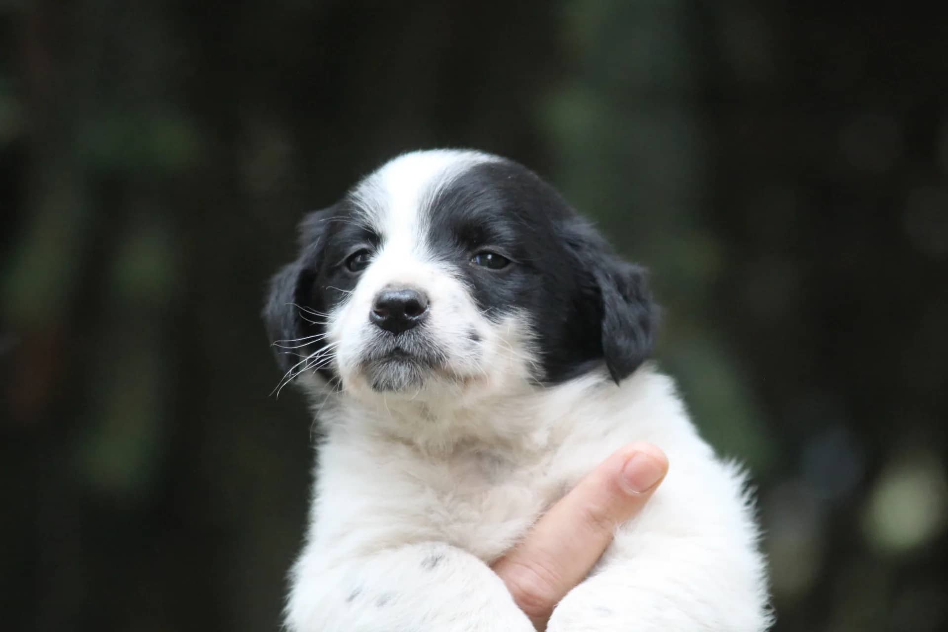 HORROR IN CROATIA: Monster BEAT A PUPPY WITH A HAMMER and buried it alive, and then something unexpected happened