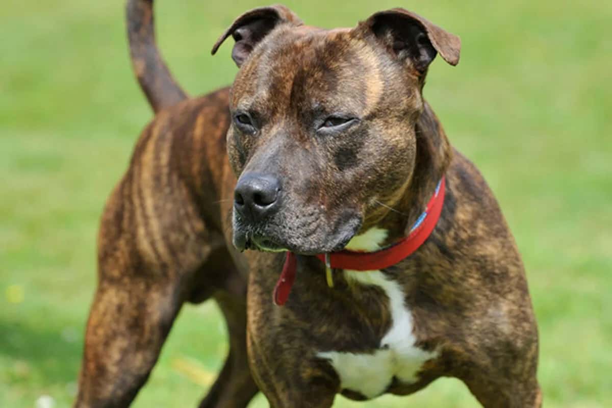 Pit bull terijer ubio čovjeka u stanu