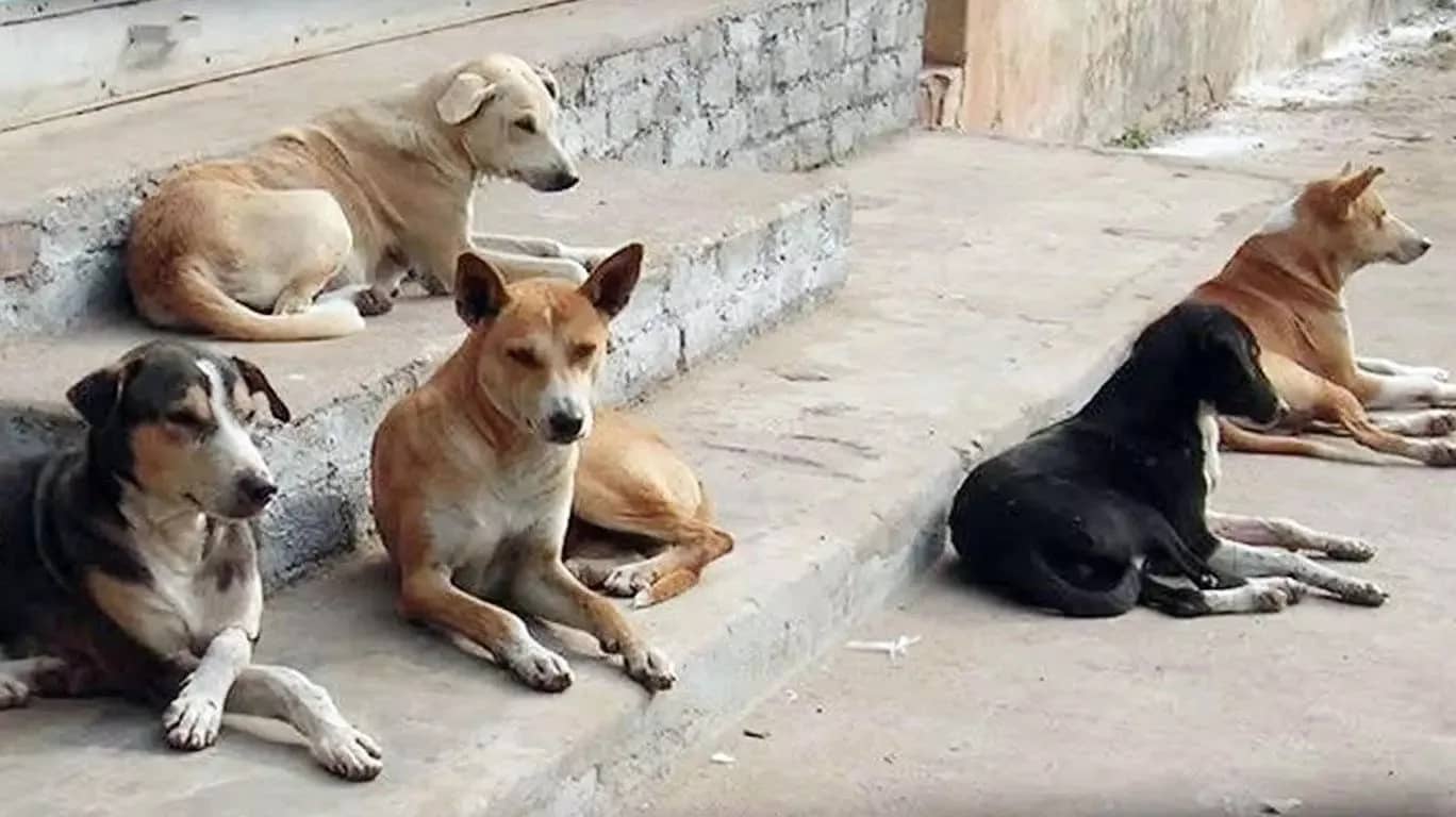 MASS DOG POISONINGS IN PODGORICA: Two Hundred Animals Killed by Poison, Perpetrators Get Lenient Sentences!