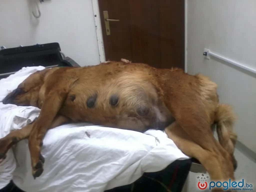 DISTURBING FOOTAGE: Dog Shot Dead During a Walk in the Middle of Mostar