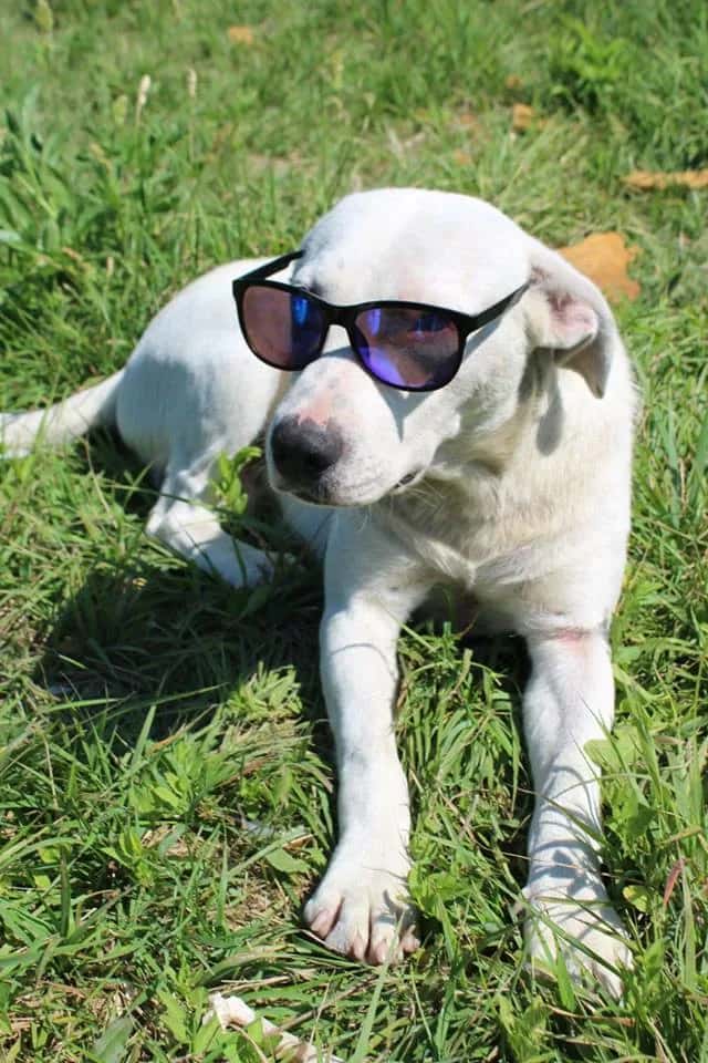 Beli the White Charmer Is Looking for a Home
