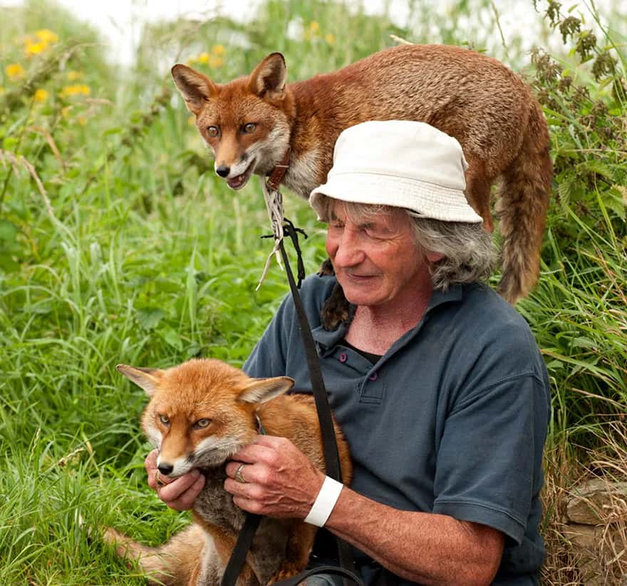 GRATITUDE TO THE SKIES: This man saved two foxes and they have followed him everywhere ever since!