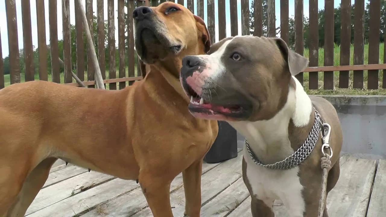 Real-life training with dogs