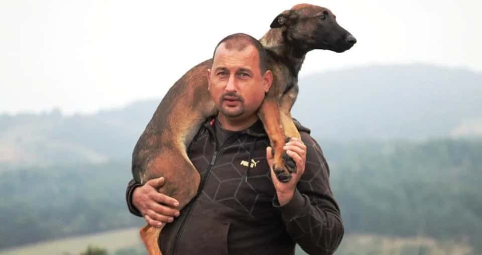 Belgian Shepherd (Malinois)
