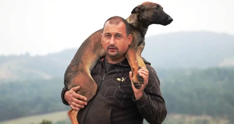 Belgian Shepherd (Malinois)