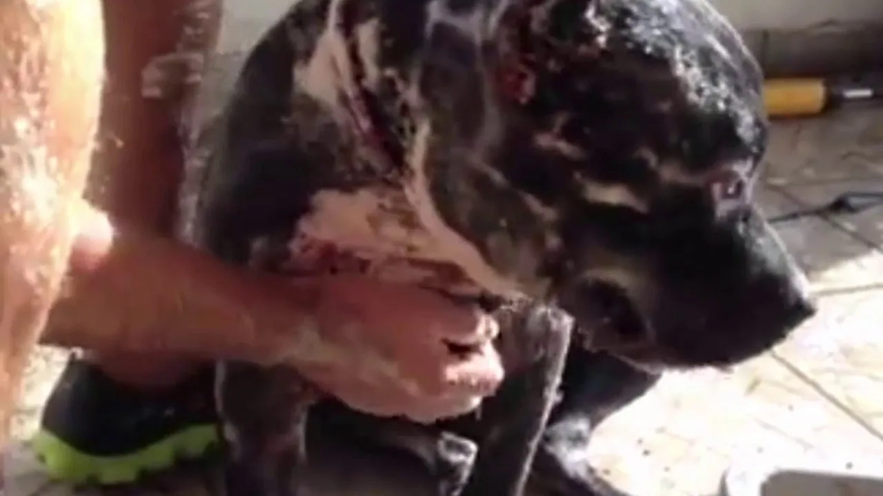OVAKO NEŠTO DO SADA NISTE VIDJELI .(VIDEO)Upozorenje. Ovaj sadržaj je uznemirujući