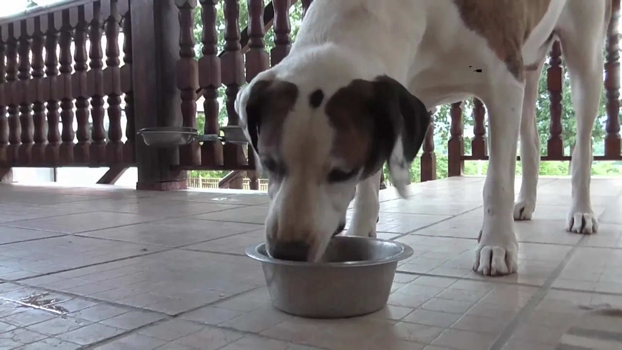 Zato što moj pas to zaslužuje više od većine ljudi koje sam upoznao.(VIDEO)