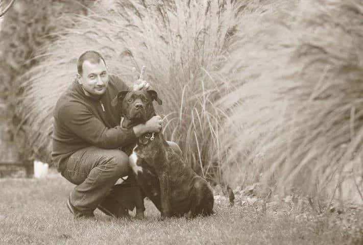 Cane Corso
