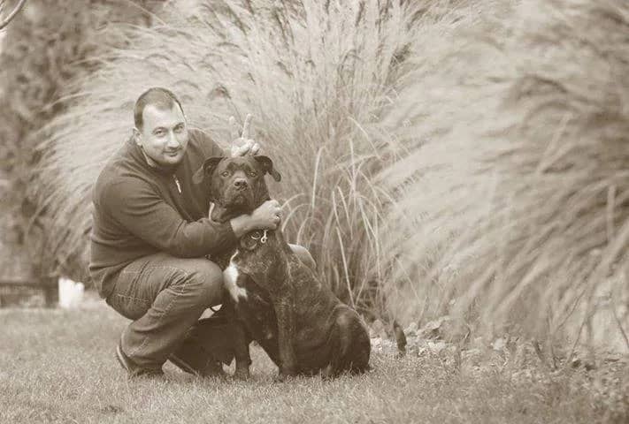 Cane Corso