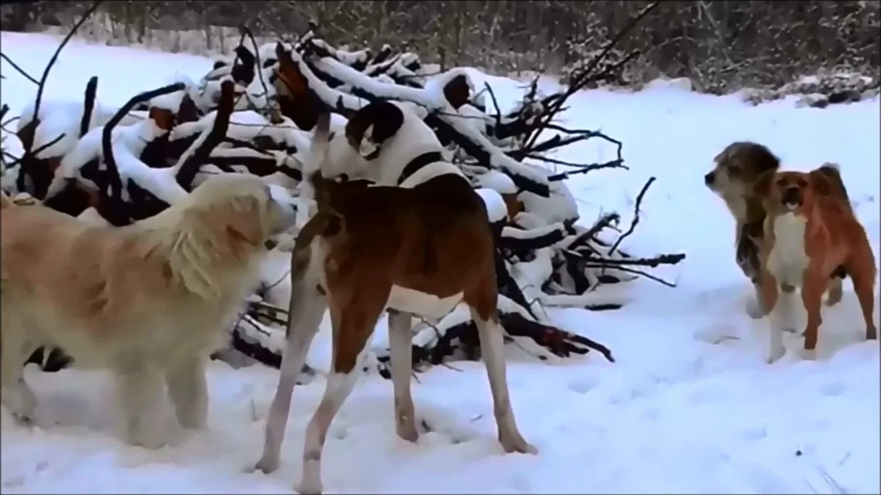 The most beautiful quotes about dogs!