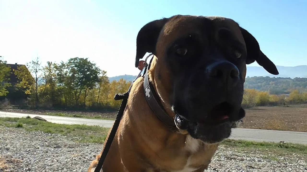 First training session with a dog (cane corso)