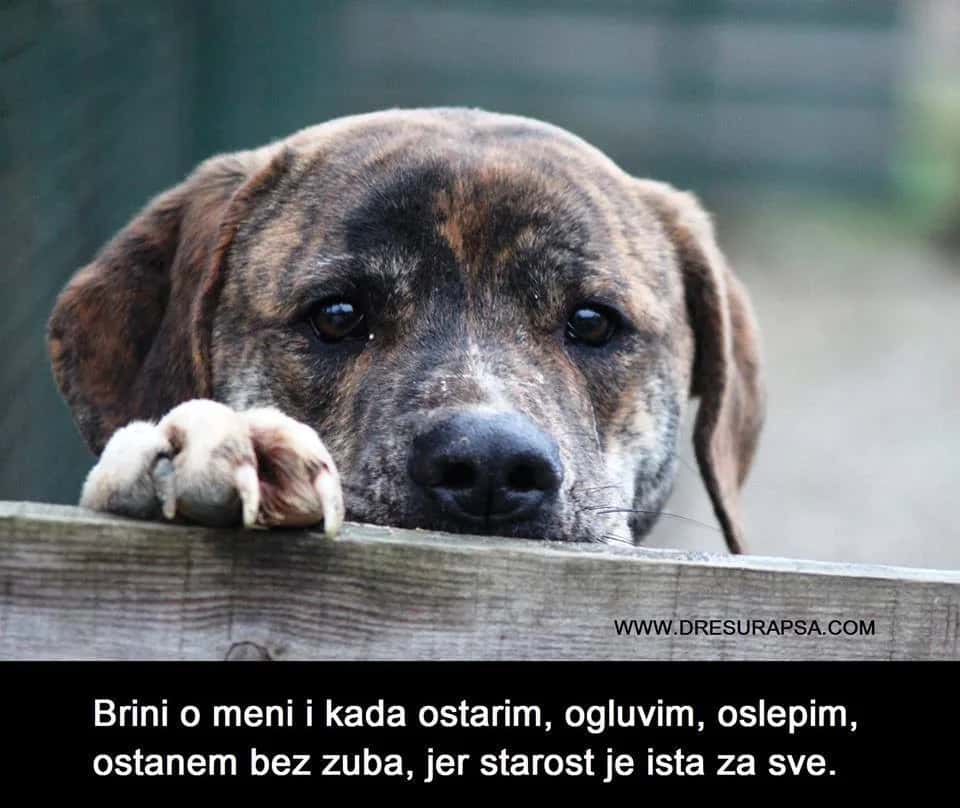 The 12 Commandments of a Dog