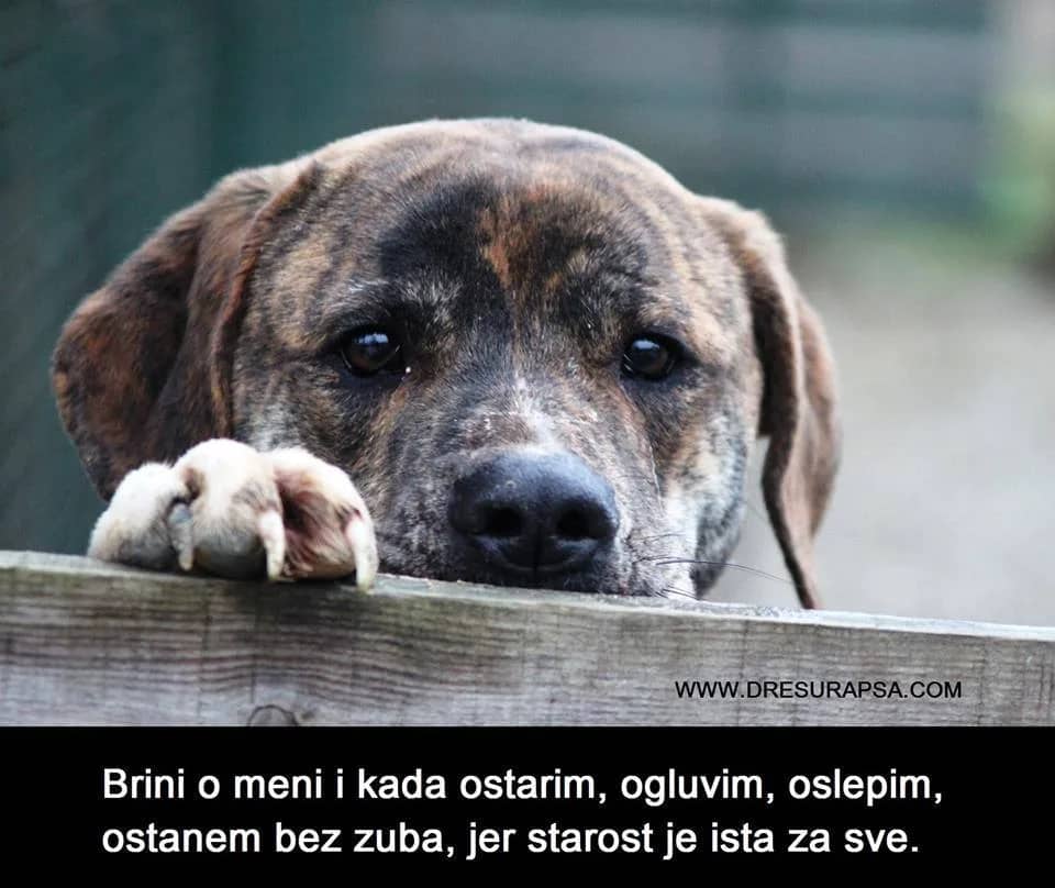 The 12 Commandments of a Dog
